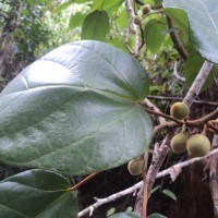 Ficus laevis Blume